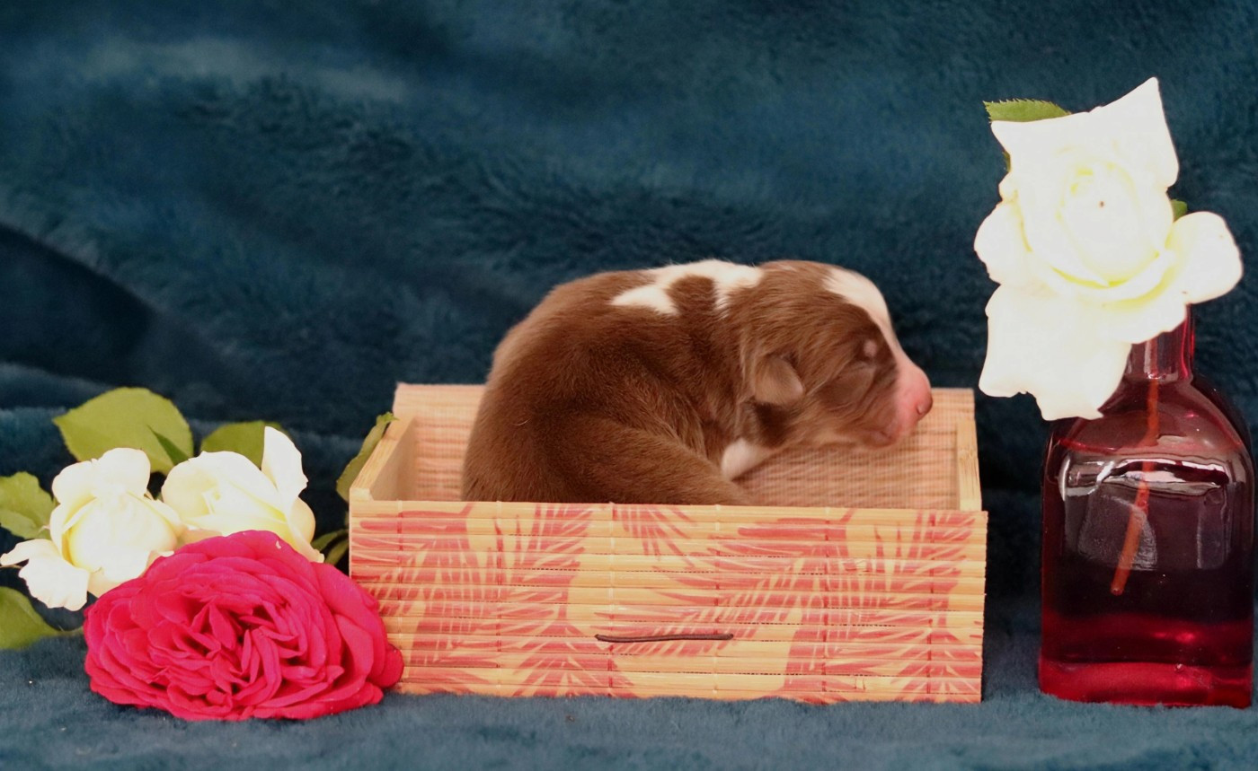 Des Bergers D'Enguerrand - Chiots disponibles - Berger Australien