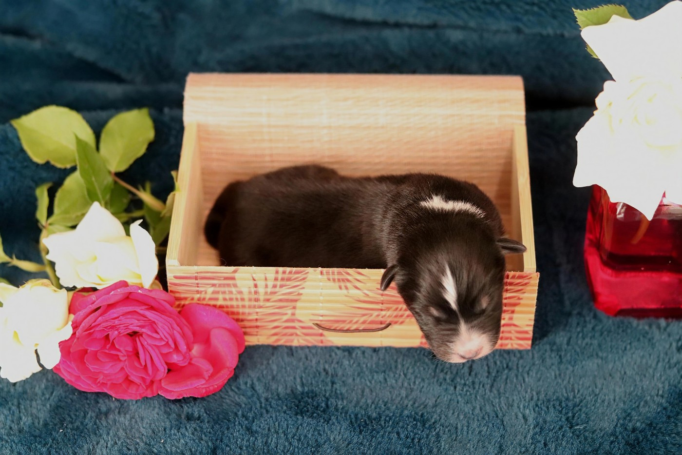 Des Bergers D'Enguerrand - Chiots disponibles - Berger Australien