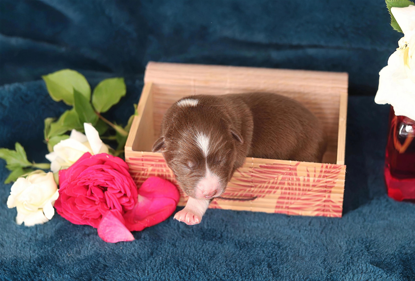 Des Bergers D'Enguerrand - Chiots disponibles - Berger Australien