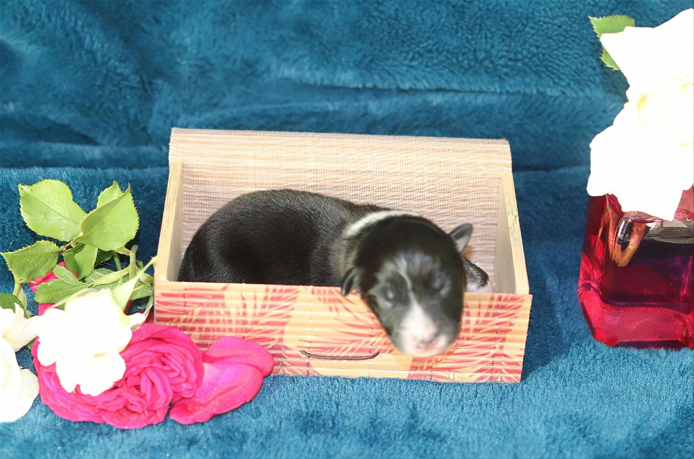 Des Bergers D'Enguerrand - Chiots disponibles - Berger Australien