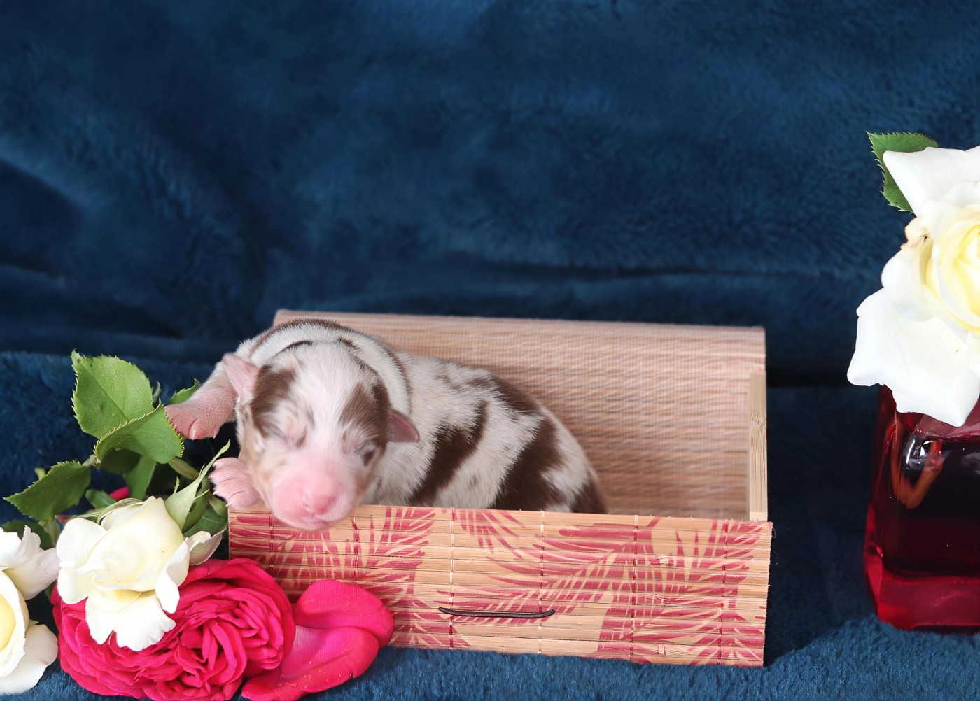 Des Bergers D'Enguerrand - Chiots disponibles - Berger Australien