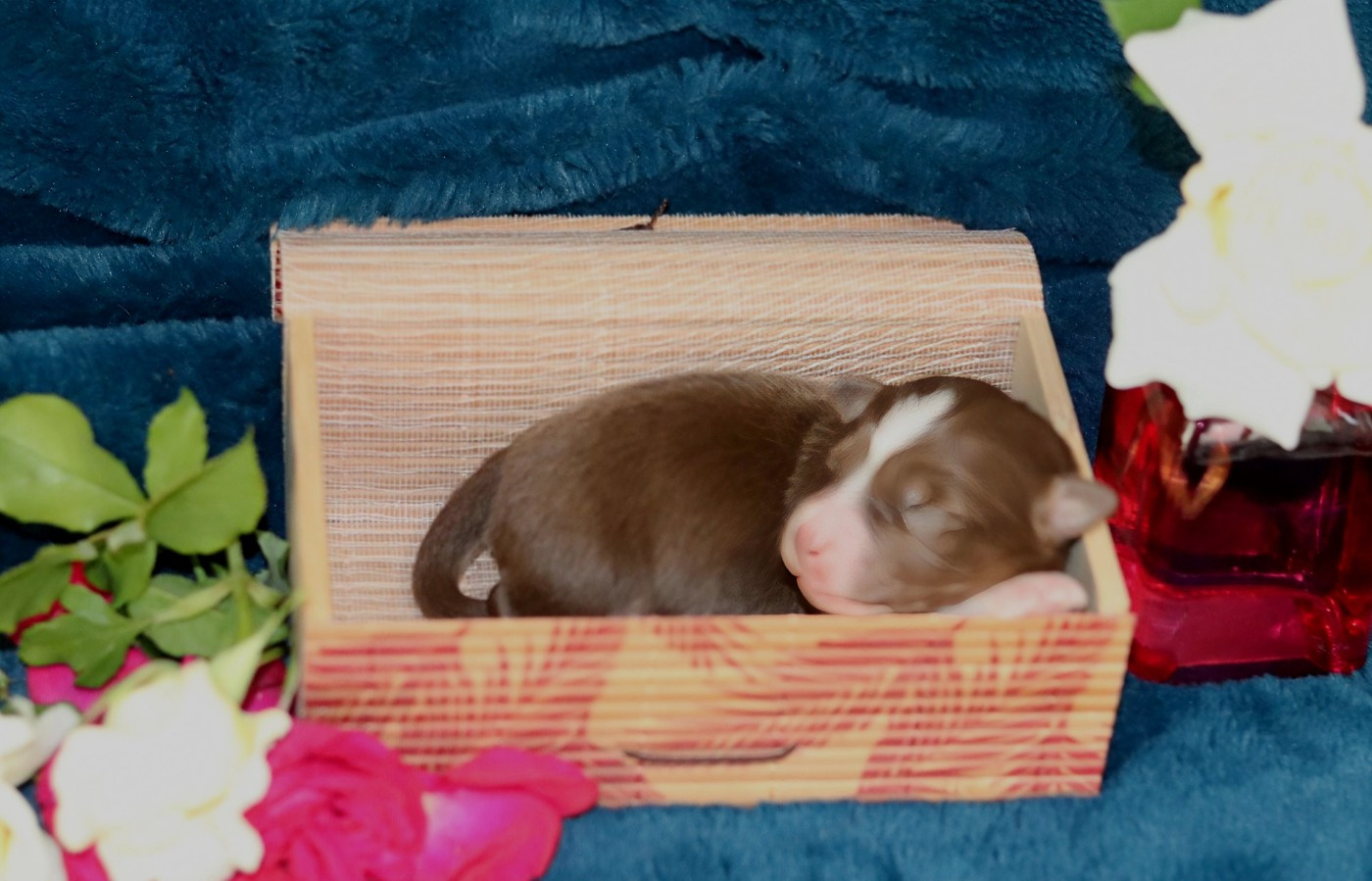 Des Bergers D'Enguerrand - Chiots disponibles - Berger Australien
