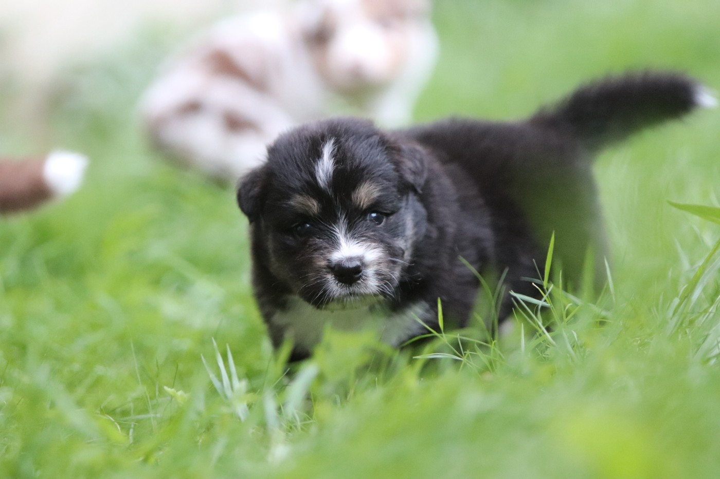 Des Bergers D'Enguerrand - Chiots disponibles - Berger Australien