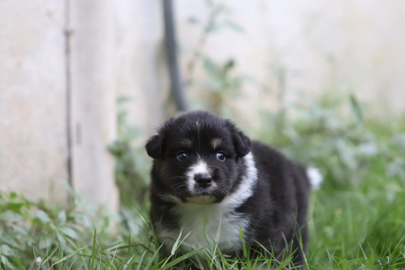 Des Bergers D'Enguerrand - Chiots disponibles - Berger Australien