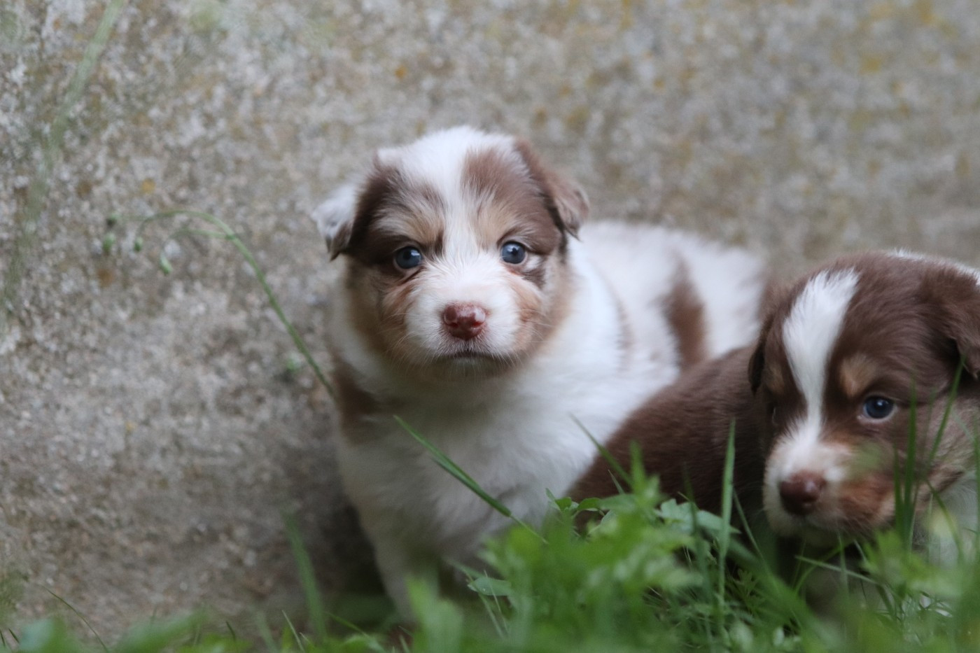 Des Bergers D'Enguerrand - Chiots disponibles - Berger Australien
