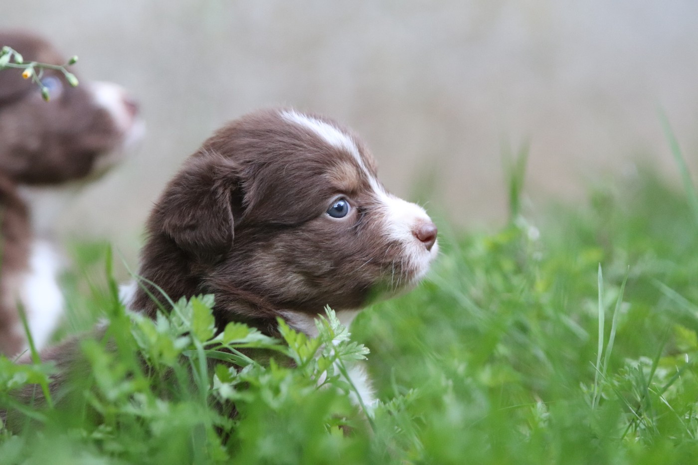 Des Bergers D'Enguerrand - Chiots disponibles - Berger Australien