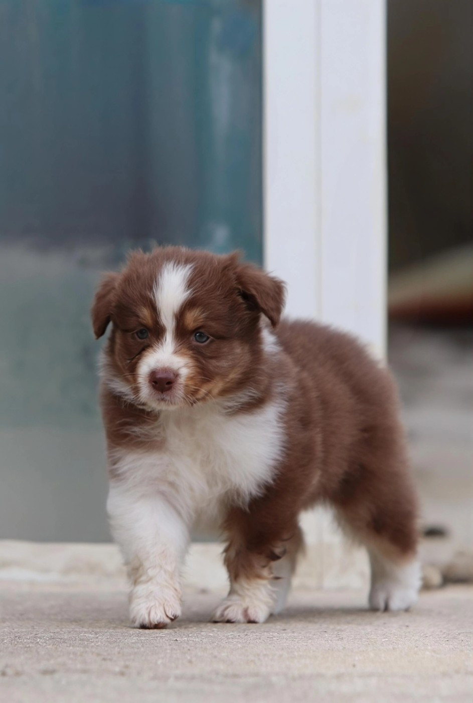 Des Bergers D'Enguerrand - Chiots disponibles - Berger Australien