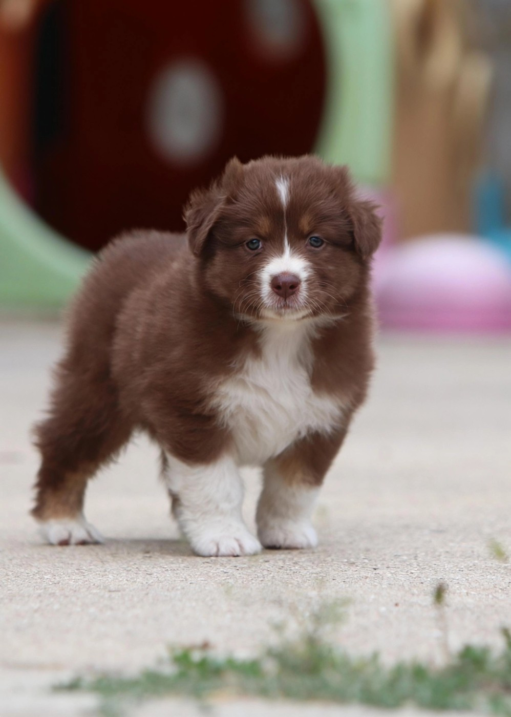 Des Bergers D'Enguerrand - Chiots disponibles - Berger Australien