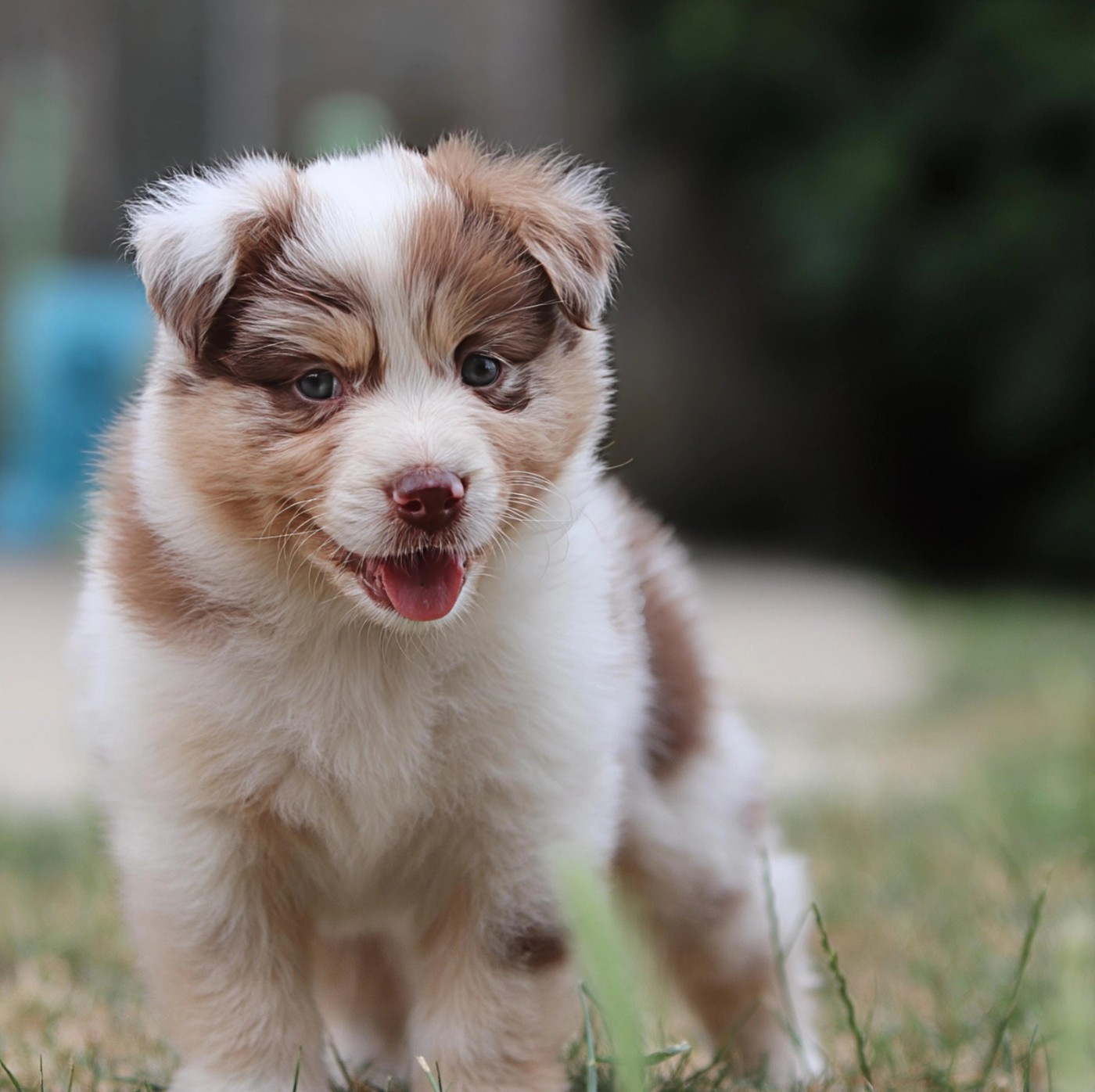 Des Bergers D'Enguerrand - Chiots disponibles - Berger Australien