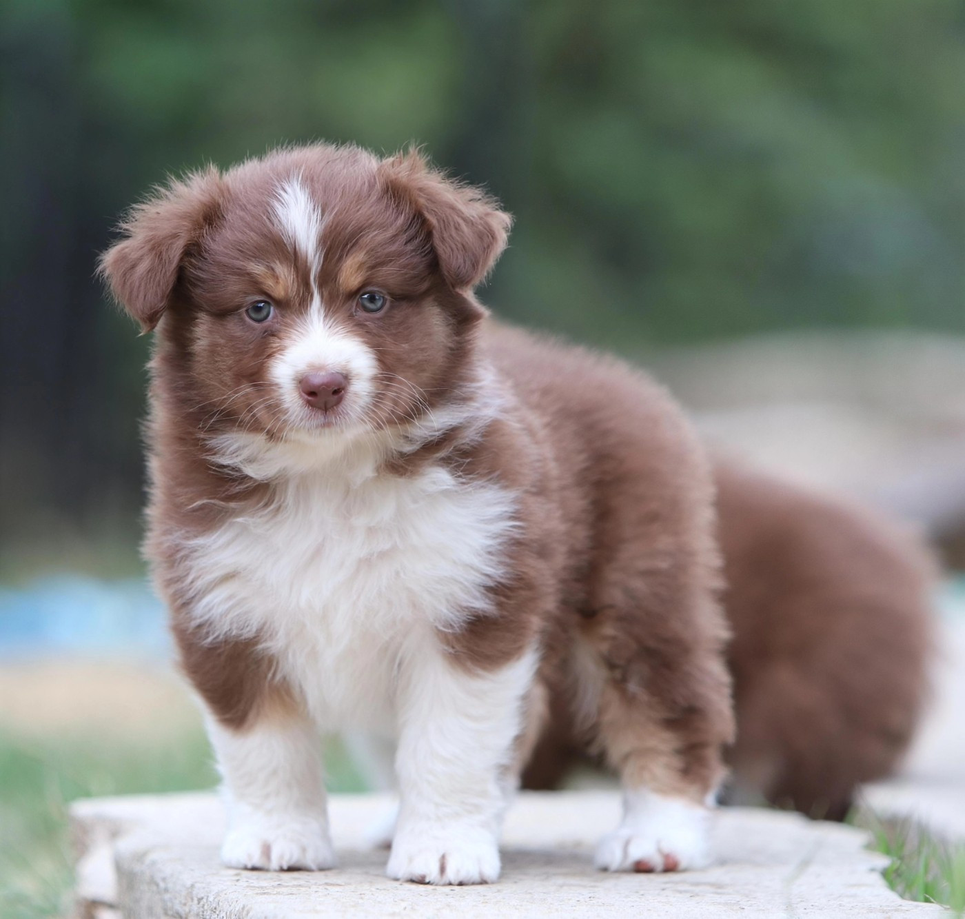 Des Bergers D'Enguerrand - Chiots disponibles - Berger Australien