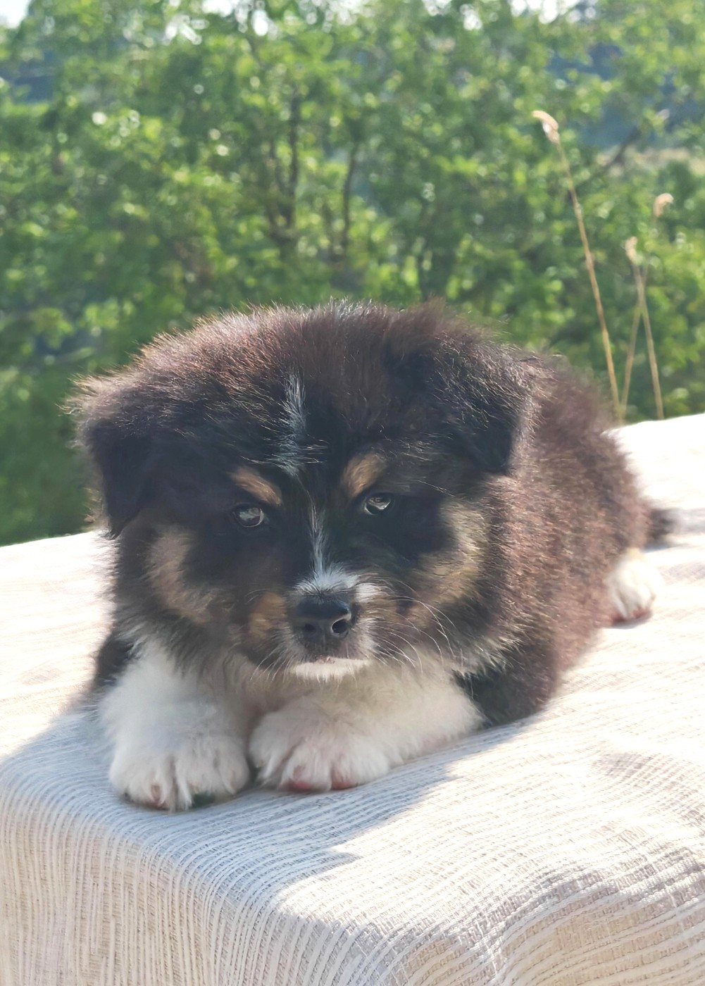 Des Bergers D'Enguerrand - Chiots disponibles - Berger Australien