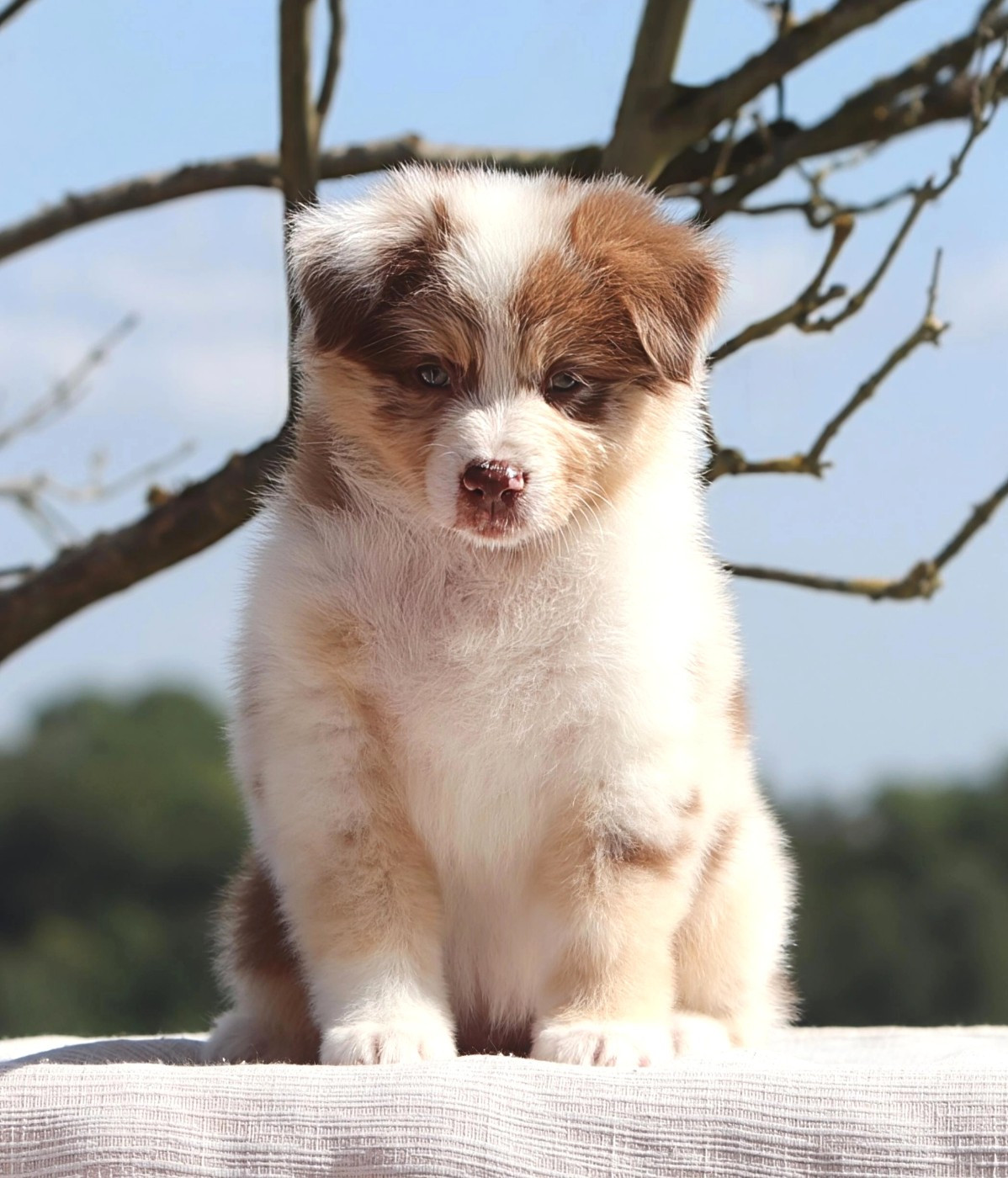 Des Bergers D'Enguerrand - Chiots disponibles - Berger Australien