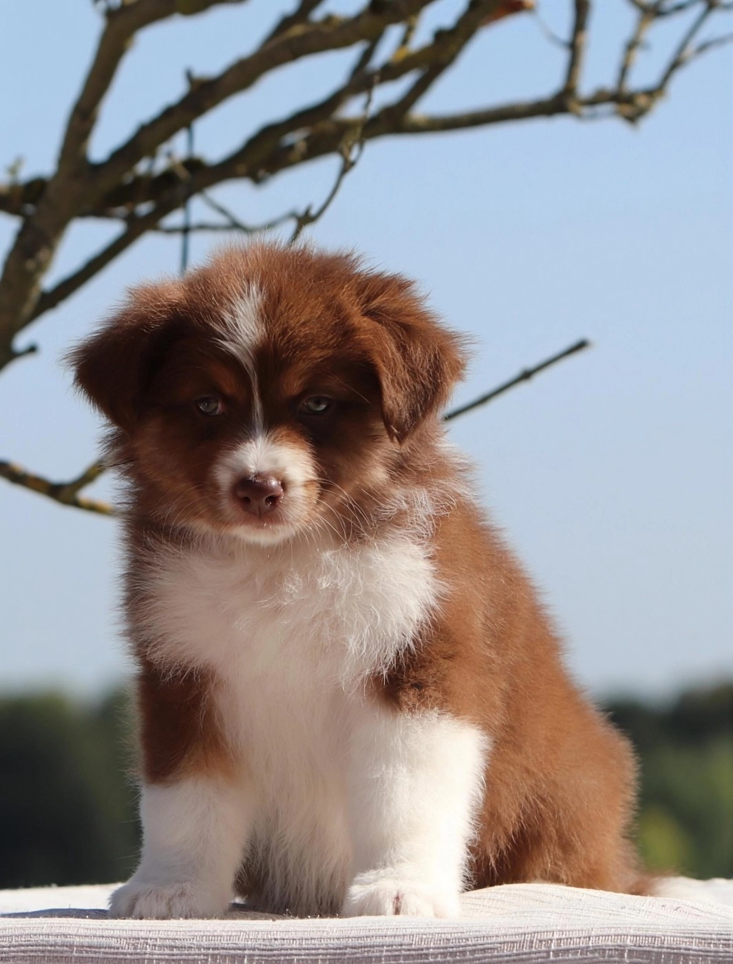 Des Bergers D'Enguerrand - Chiots disponibles - Berger Australien
