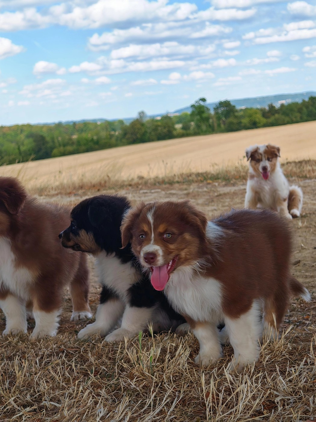 Chiot Berger Australien Des Bergers D'Enguerrand